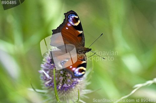 Image of Peacock Butterfly