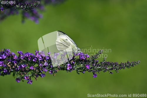 Image of Large White Butterfly (Pieris brassicae)