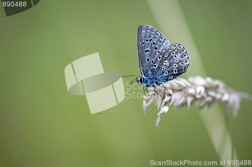 Image of Common Blue Butterfly (Polyommatus icarus)