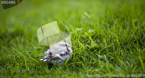 Image of Chaffinch Fledgling (Fringilla coelebs)