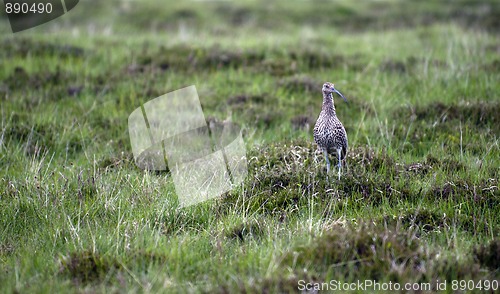 Image of Curlew (Numenius arquata)