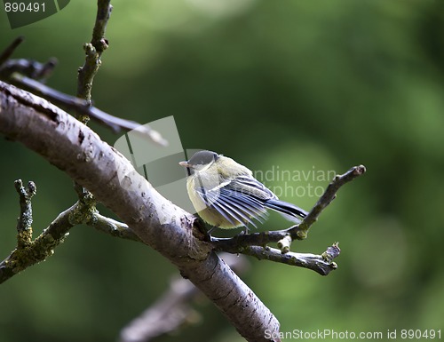 Image of Great Tit (Parus major)