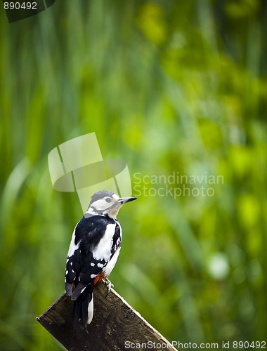 Image of Great Spotted Woodpecker (Dendrocopos major)