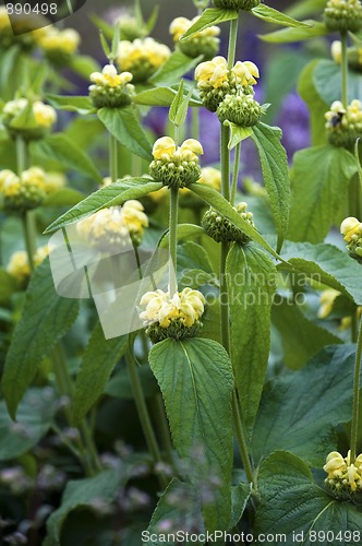 Image of Yellow Archangel (Lamium galeobdolon)