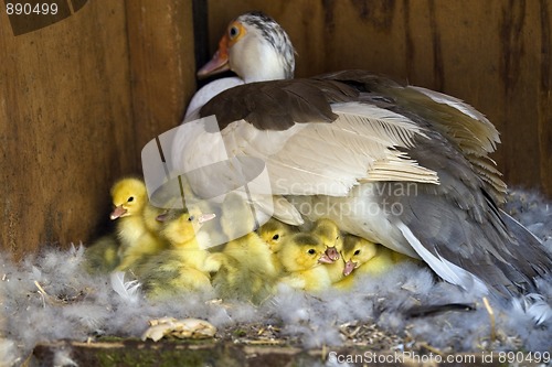 Image of Muscovy (Cairina moschata)