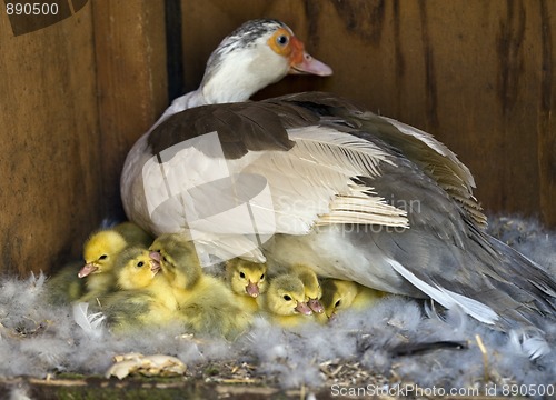 Image of Muscovy (Cairina moschata)