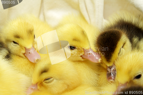 Image of Yellow and black ducklings