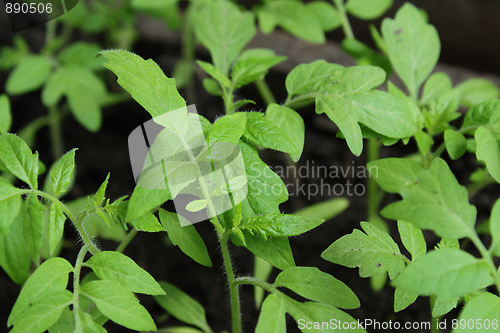 Image of Tomato seedlings