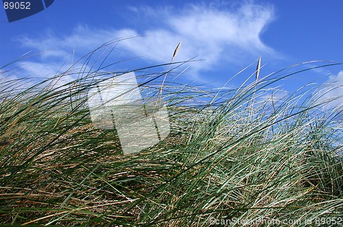 Image of Grass in the wind