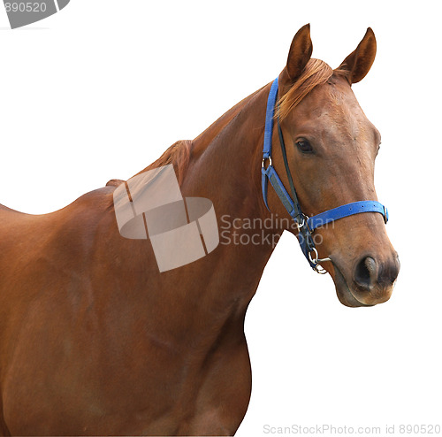 Image of Chestnut Racehorse 