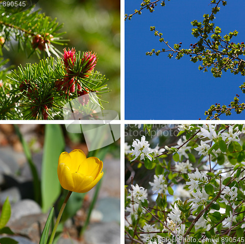 Image of Spring blossoms