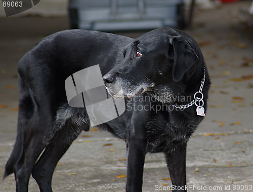 Image of Black Labrador