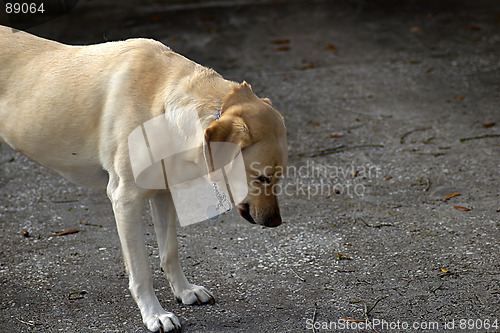 Image of Gold Labrador