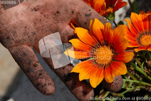 Image of Orange flower in garden in dirty hand