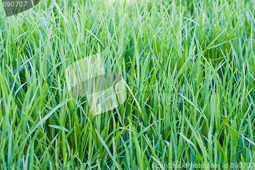 Image of Grass