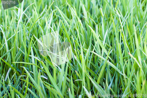 Image of Grass