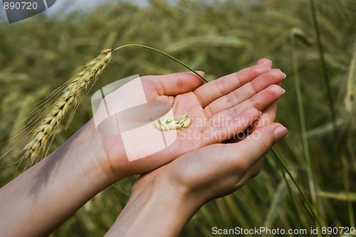 Image of Grains of wheat