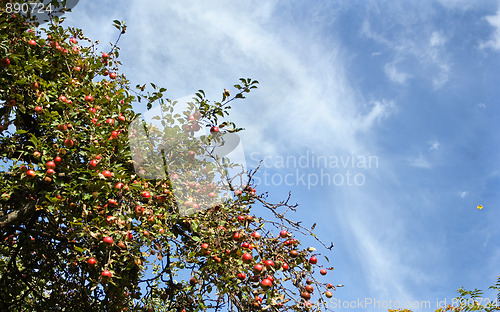 Image of Ripe fruits