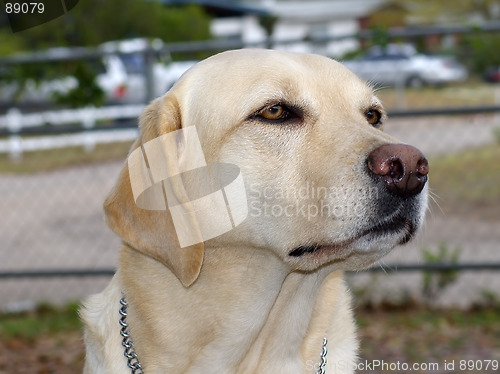 Image of Guide Dog