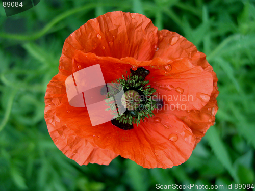 Image of Wet Poppy