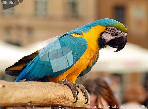 Image of Parrot