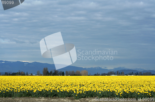 Image of Yellow Daffodils