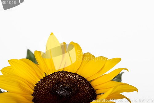 Image of Sunflower Helianthus annuus