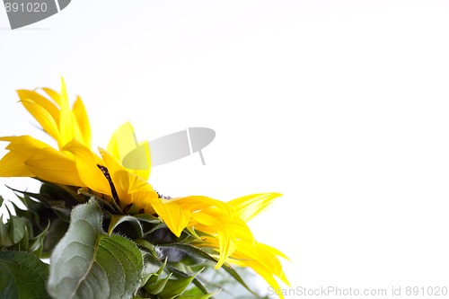 Image of Sunflower Helianthus annuus