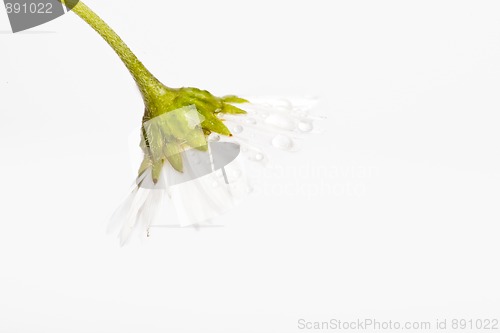 Image of Daisy Flowers with Dewdrops