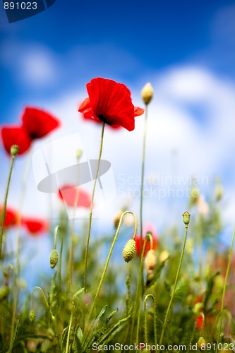 Image of Corn Poppy Flowers Papaver rhoeas