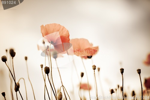 Image of Corn Poppy Flowers Papaver rhoeas