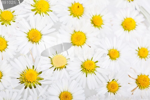 Image of Daisy Flowers with Dewdrops