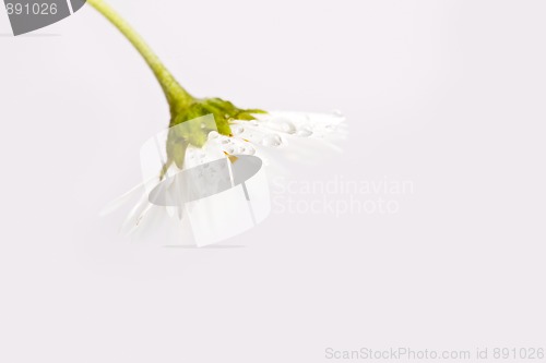 Image of Daisy Flowers with Dewdrops