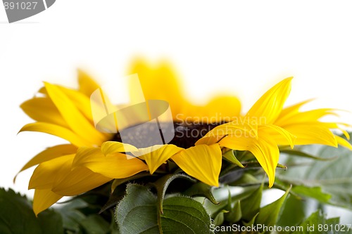 Image of Sunflower Helianthus annuus