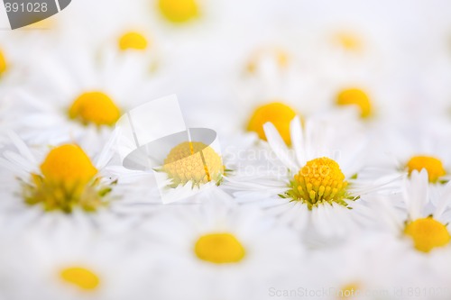 Image of Daisy Flowers with Dewdrops