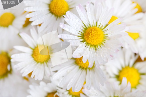 Image of Daisy Flowers with Dewdrops