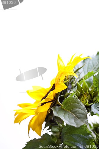 Image of Sunflower Helianthus annuus