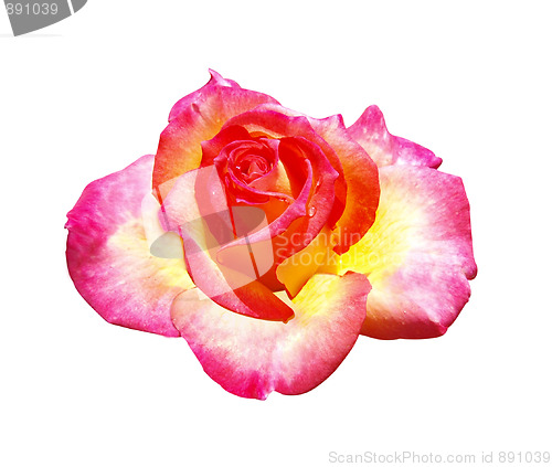 Image of The Rose Mascotte 