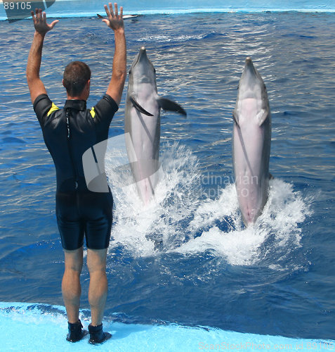 Image of Playing with dolphins