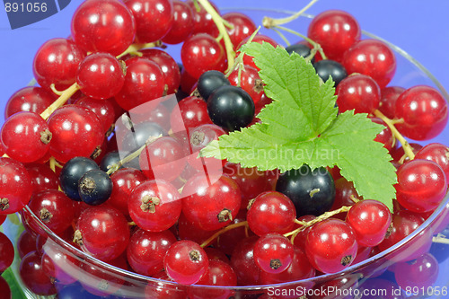 Image of Currants