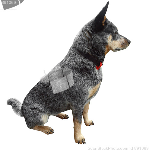 Image of Australian Cattle Dog