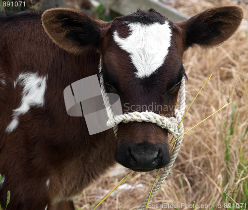 Image of Brown & White Calf