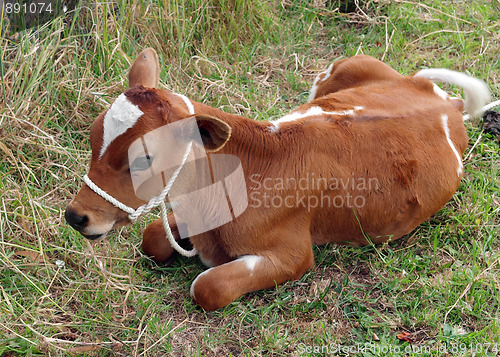 Image of ayrshire calf