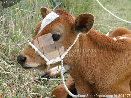 Image of Red and White Calf