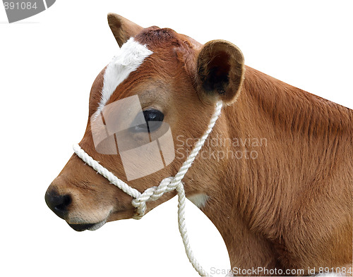 Image of Ayrshire Calf with Halter