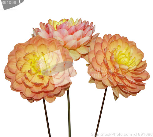 Image of Three Dahlia Flowers