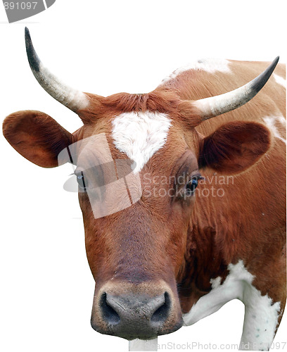Image of Ayrshire Cow