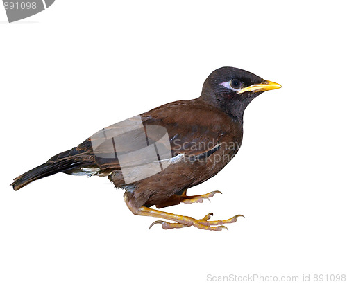 Image of Juvenile Indian Mynah