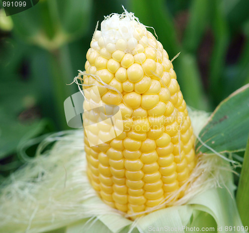 Image of Corn on the Cob