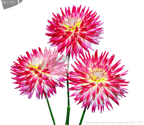 Image of Three Cactus Dahlia 